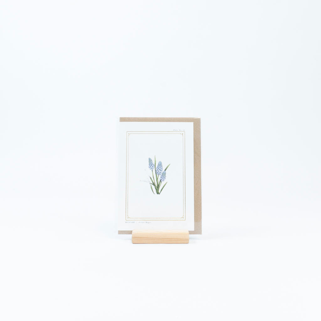 The Botanist Greeting Card | Muscari