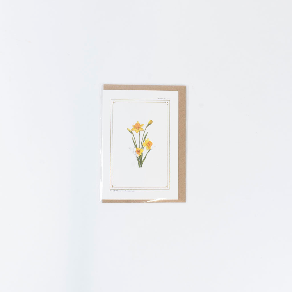 The Botanist Greeting Card | Daffodil