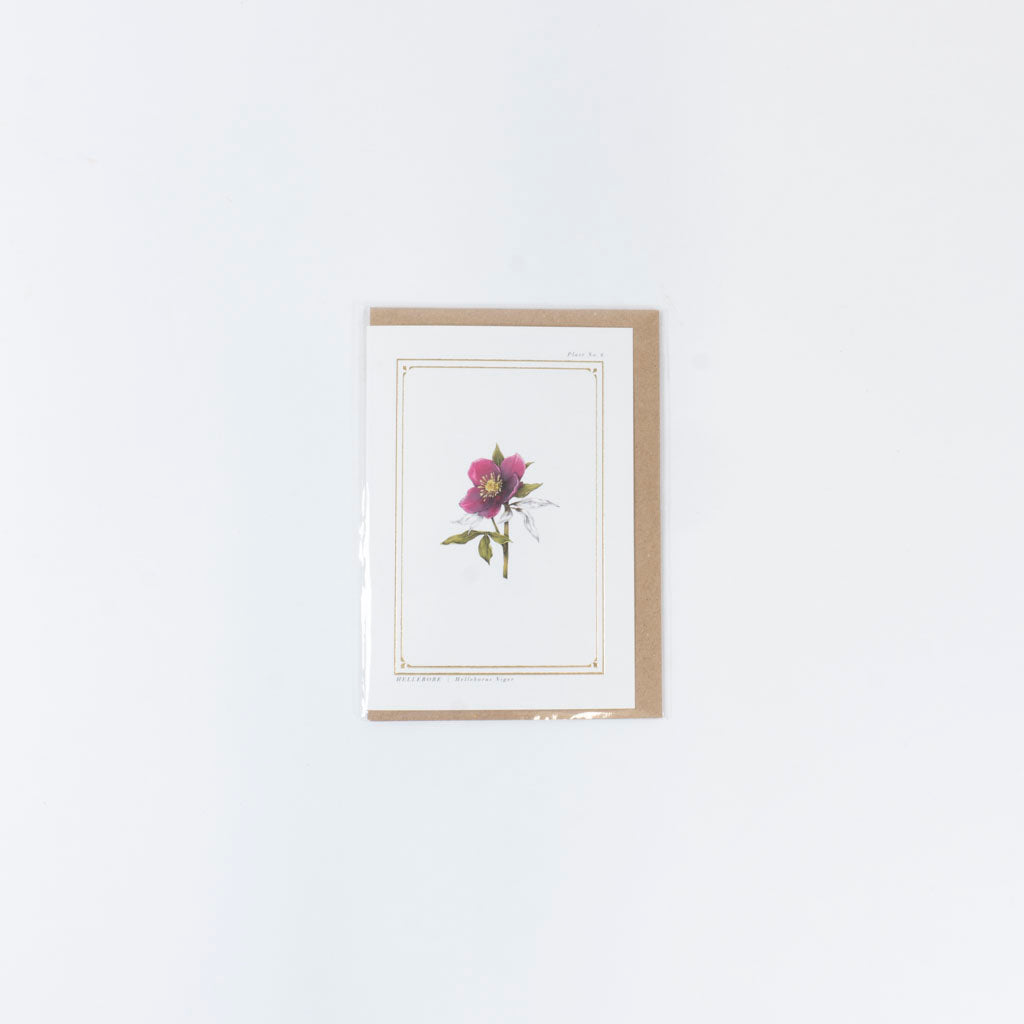 The Botanist Greeting Card | Hellebore