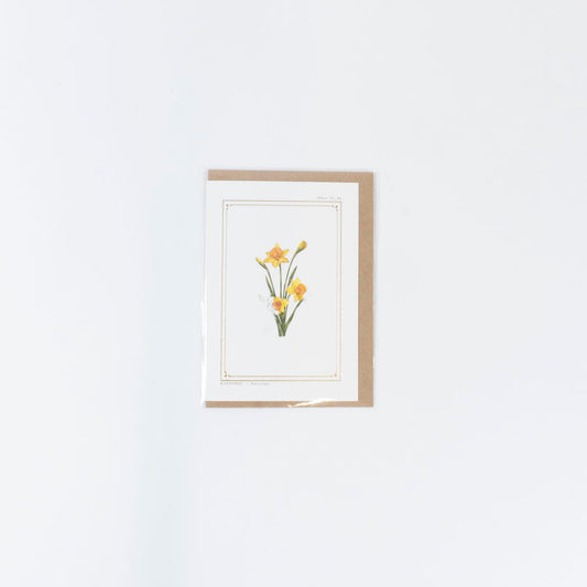 The Botanist Greeting Card | Daffodil