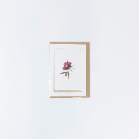 The Botanist Greeting Card | Hellebore